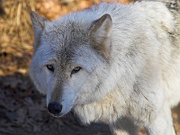 Arctic Wolf 031